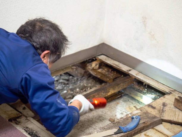 Best Certified Mold Removal  in Puxico, MO