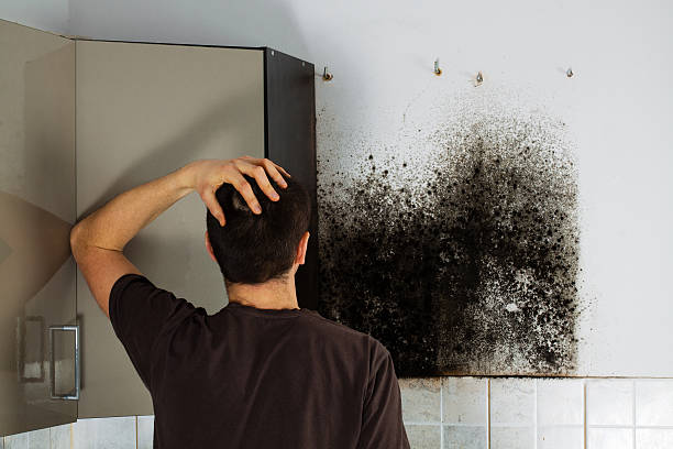 Best Commercial Mold Removal  in Puxico, MO