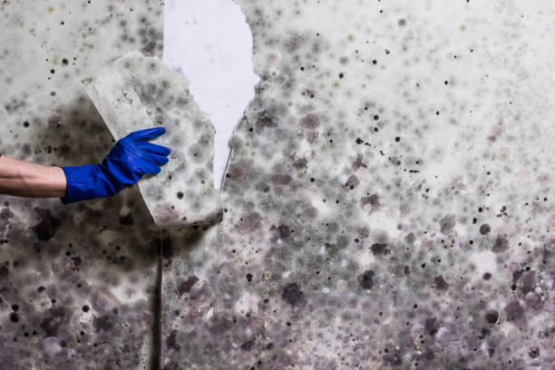 Best Residential Mold Removal  in Puxico, MO